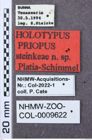 Etikett zu Metriaulacus formosanus (Miwa, 1927)